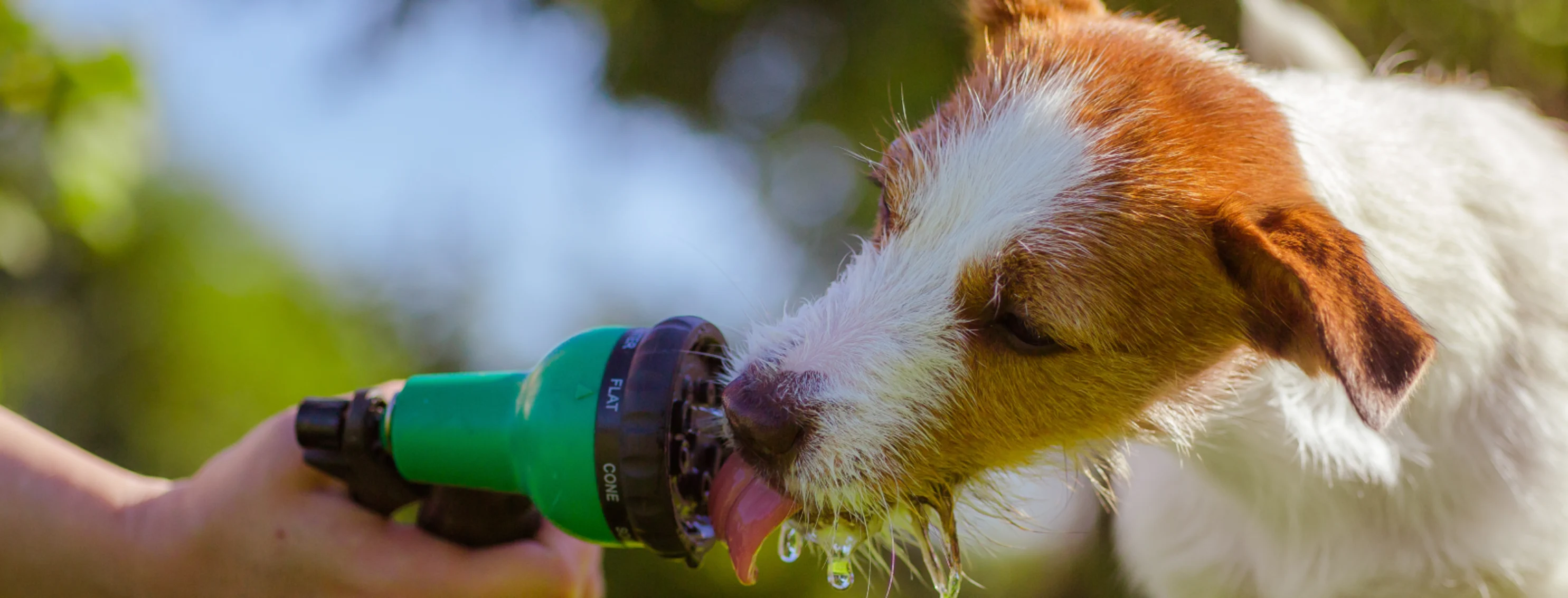 A dog drinking from a hose 